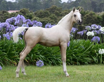 Cardwell Park Pony Stud